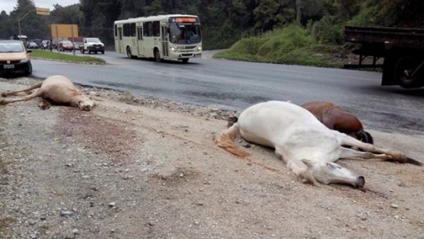 Ônibus atropela e mata três cavalos na Rodovia dos Minérios