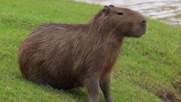 the bee capivara - the capivara club