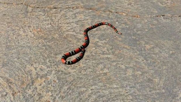 Corpo de Bombeiros resgata serpente cascavel em Choró