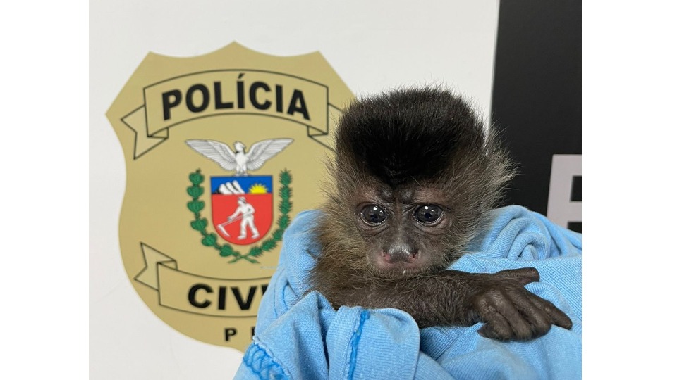 Polícia apreende filhote de macaco-prego que seria vendido, no