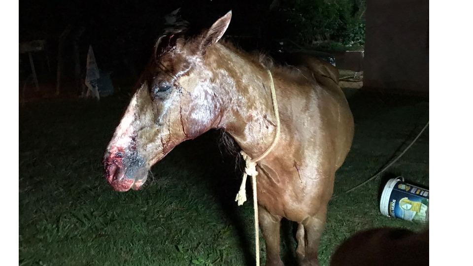 Moradores flagram onça no PR: suspeita é que ela tenha atacado cavalo