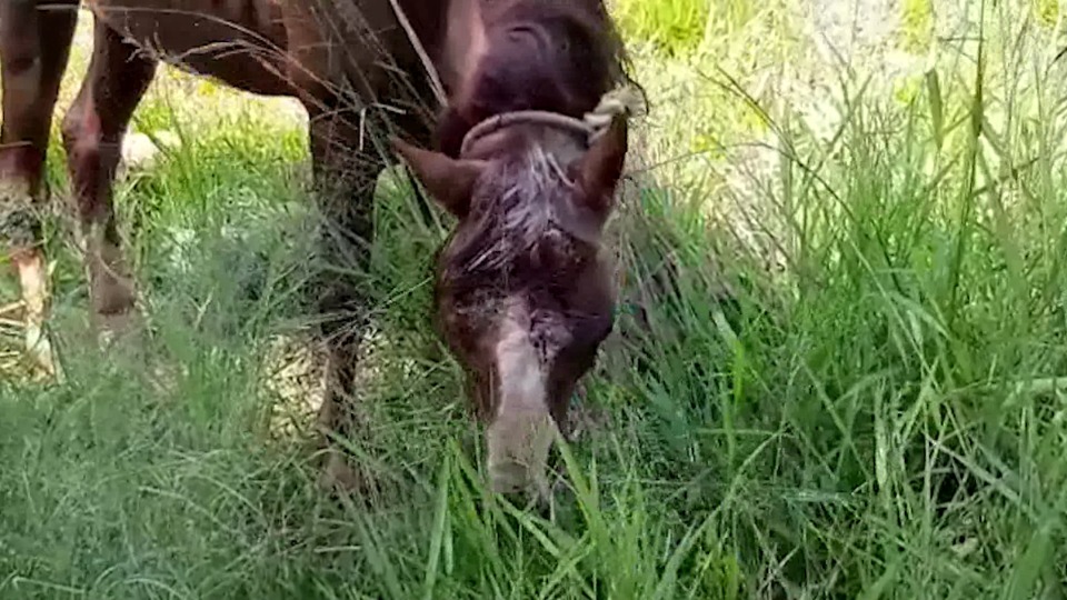 Moradores flagram onça no PR: suspeita é que ela tenha atacado cavalo