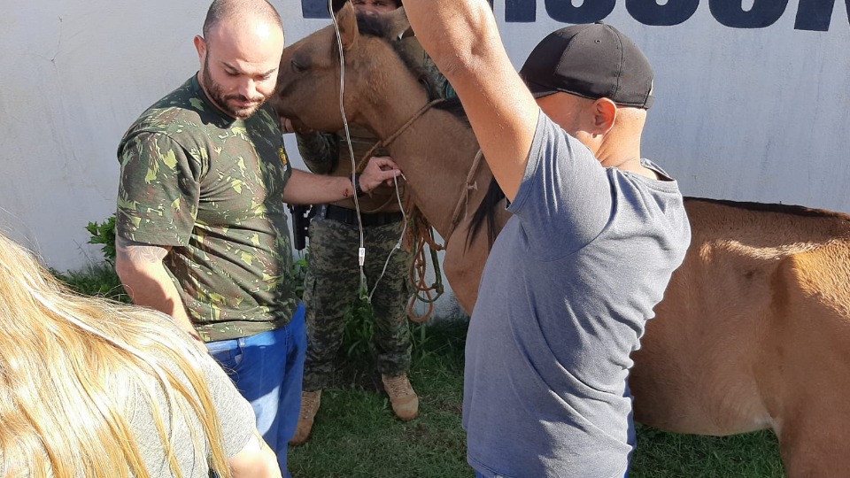 Cavalo é resgatado em situação de maus tratos, em Caraguatatuba