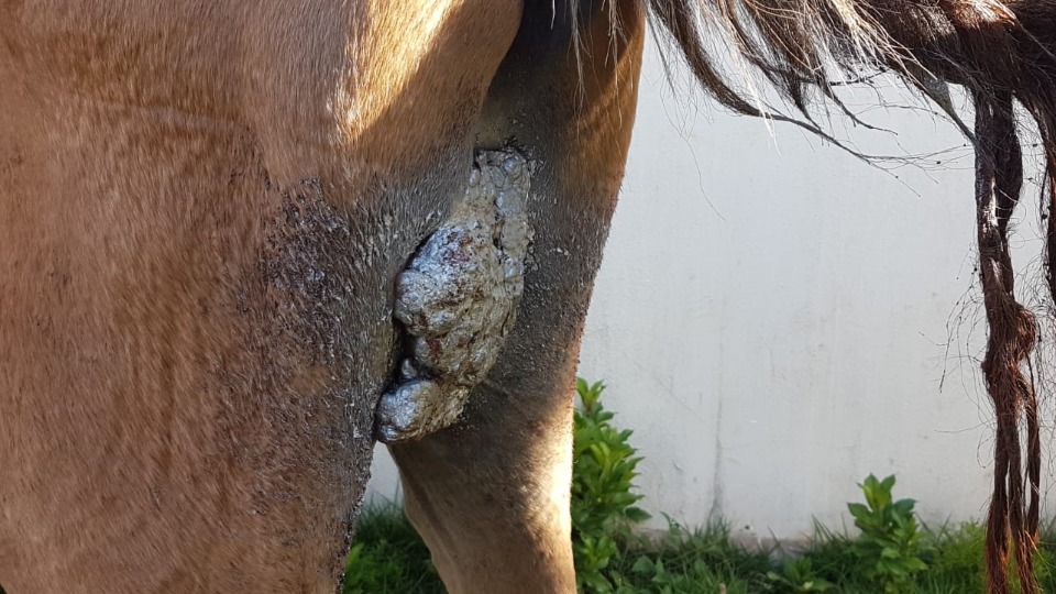 Cavalo é resgatado em situação de maus tratos, em Caraguatatuba