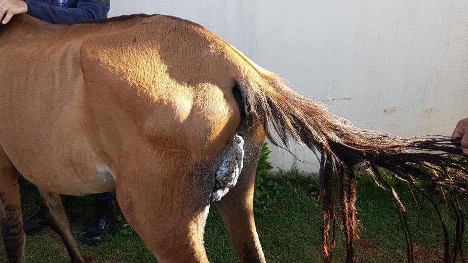 Cavalo é resgatado em situação de maus tratos, em Caraguatatuba