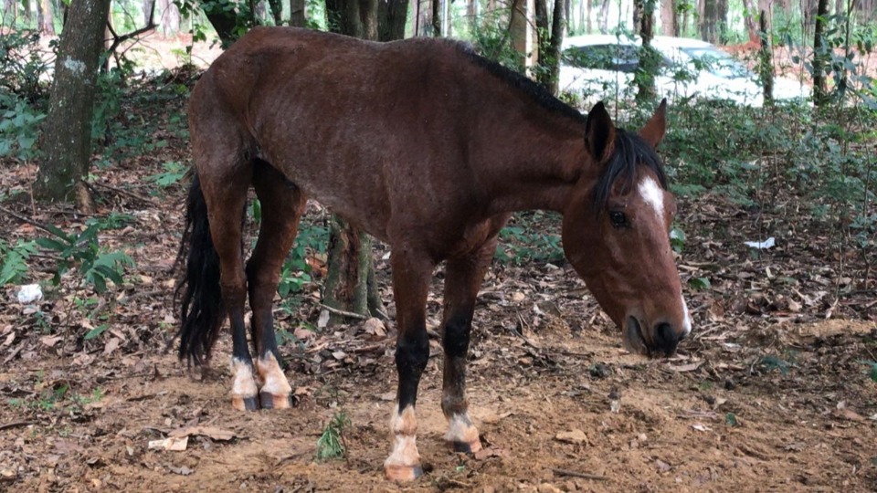 Cavalo é resgatado em situação de maus tratos, em Caraguatatuba