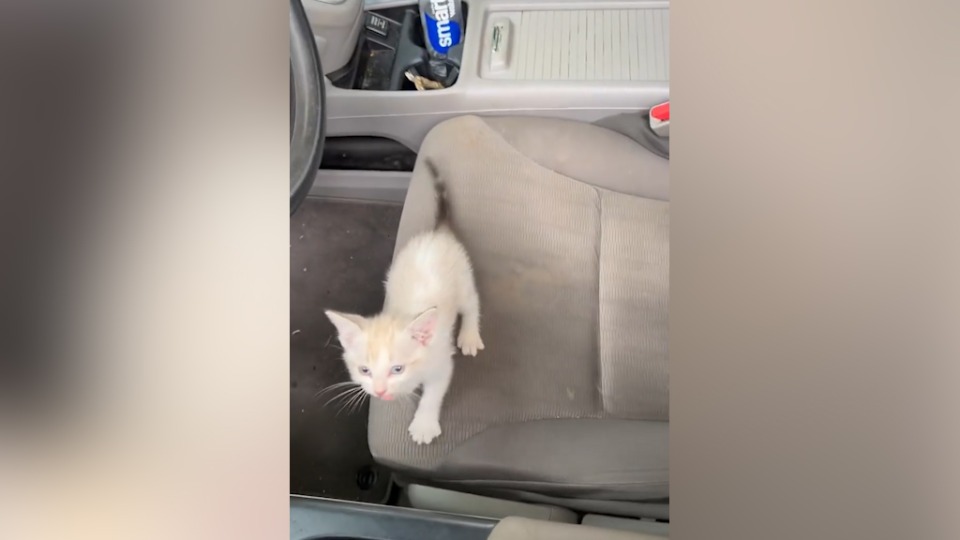 Vídeo de gato avisando 'me acabei' diverte a internet