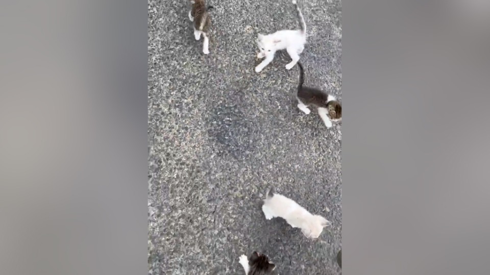 Homem resgata gato na rua e é 'emboscado' por mais 12 filhotes; veja!