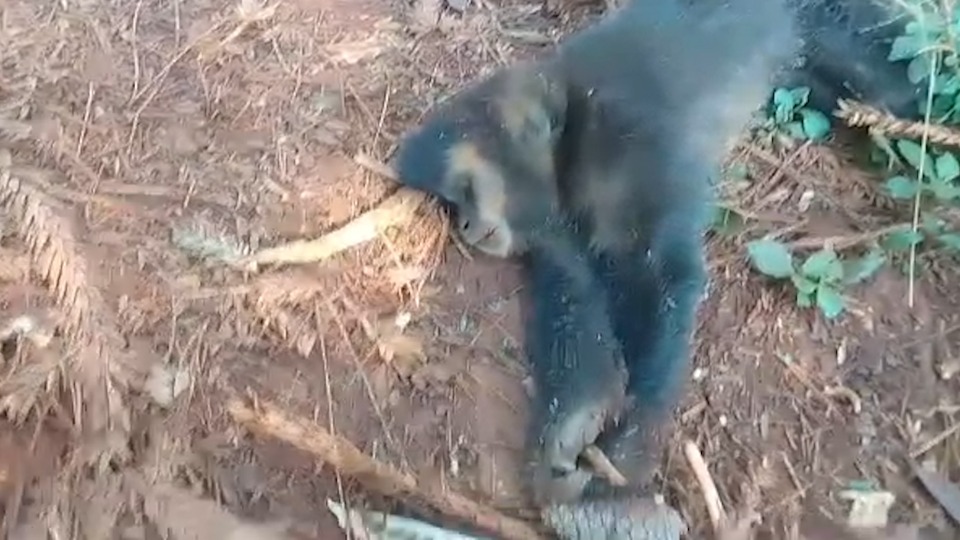 Macaco-prego ferido é resgatado pelo IAT de Cianorte e se recupera