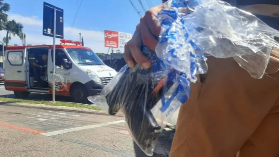 Imagem de Capa