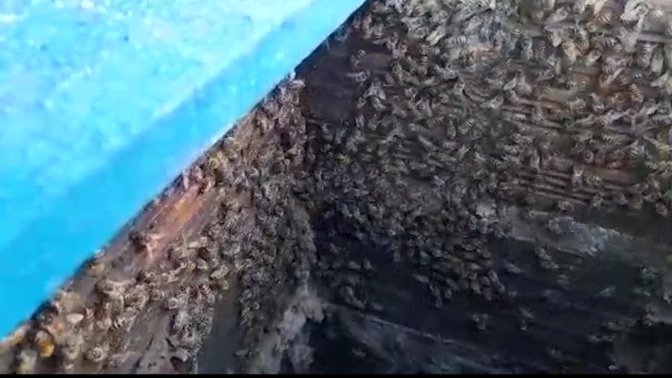 Sétimo enxame de abelhas é removido em Cascavel