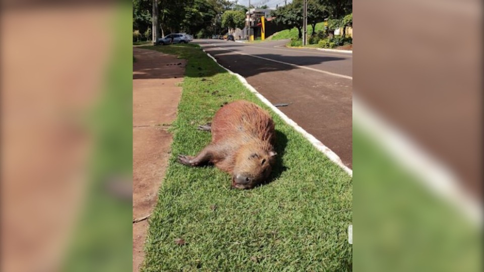 Capivara é vista em rua do Pulicano em Franca; animal teria voltado para  mata sozinho