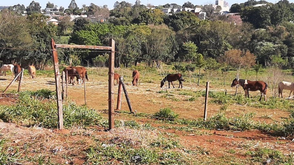 Cavalos - Santa Terezinha, São Paulo