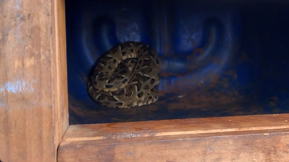 Serpente é capturada em empresa de lanternagem em Betim