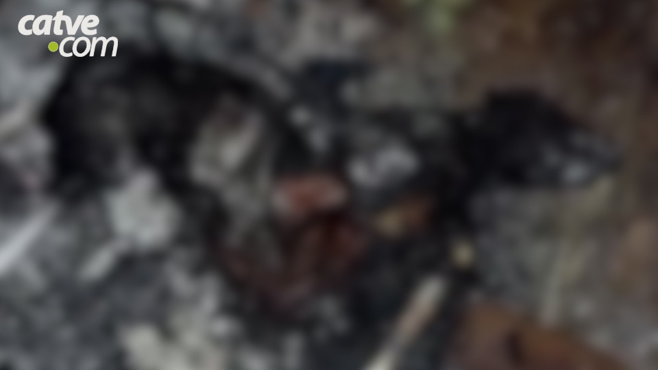 Imagem da Galeria
