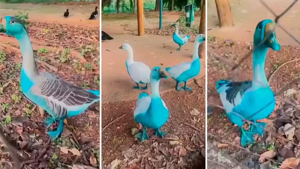 Imagem Últimas Notícias