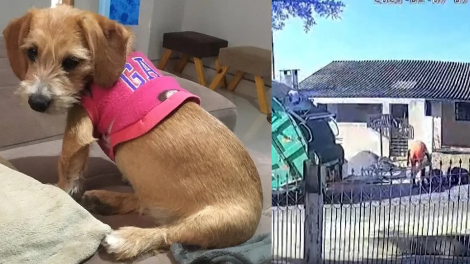 Notícia Relacionada