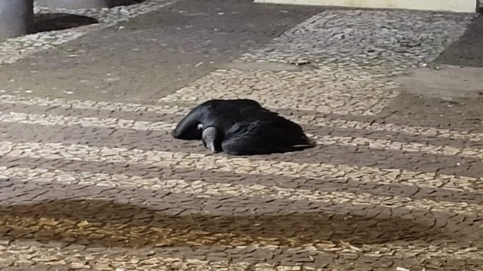 Imagem Últimas Notícias