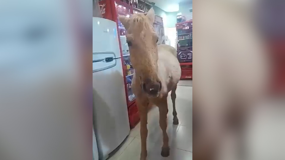 Imagem Últimas Notícias