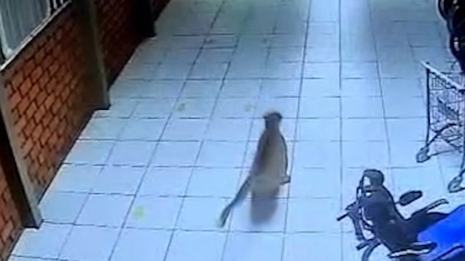 Notícia Relacionada