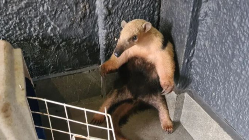 Imagem Últimas Notícias