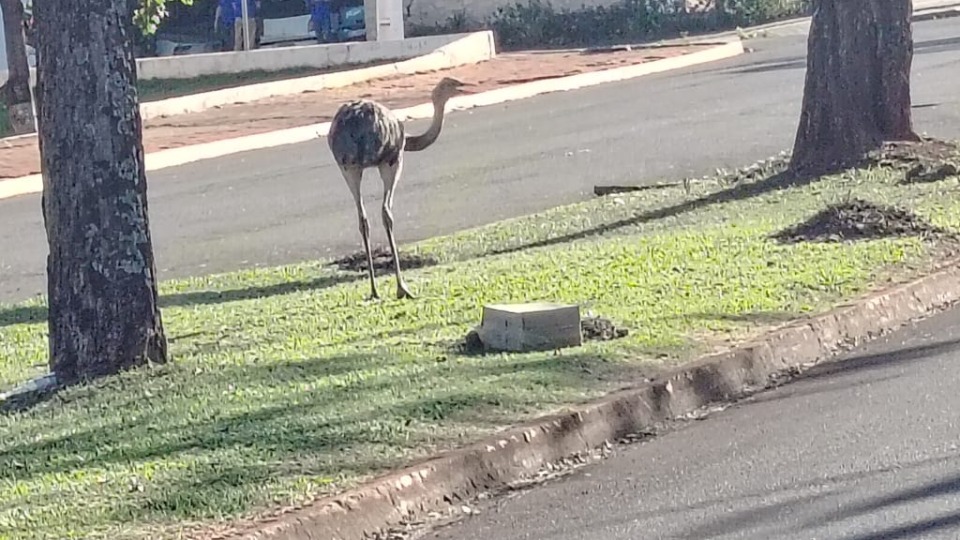 Imagem Últimas Notícias