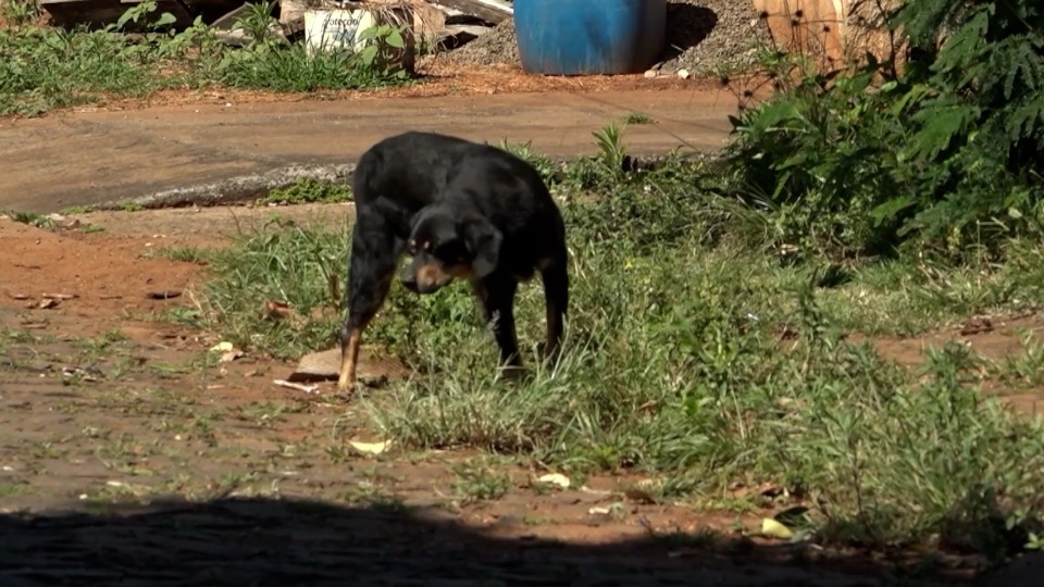 Imagem de Capa