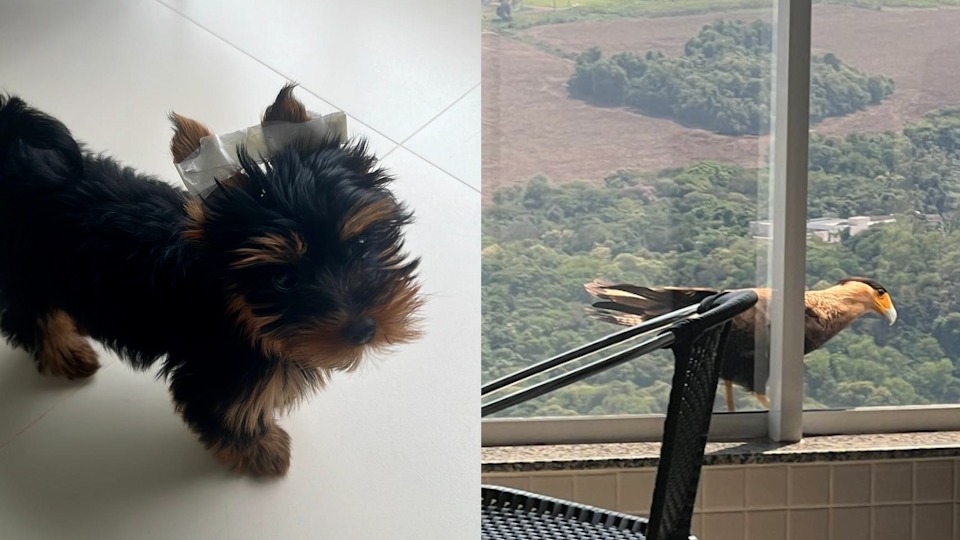 Imagem Últimas Notícias