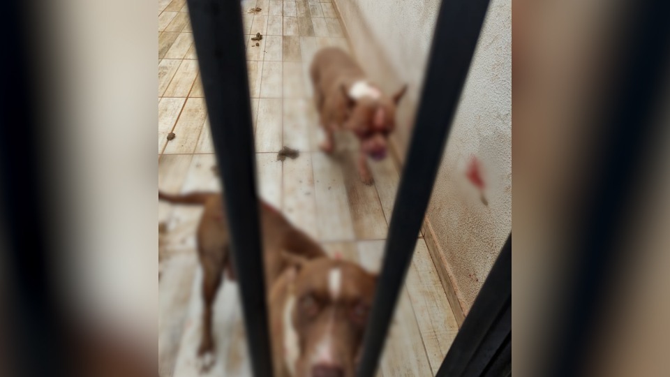 Notícia Relacionada