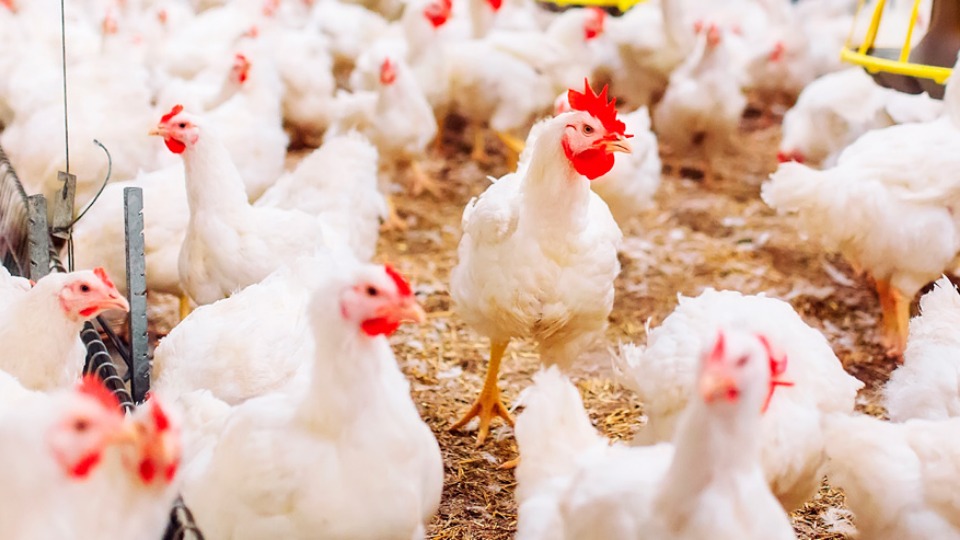 Imagem Últimas Notícias