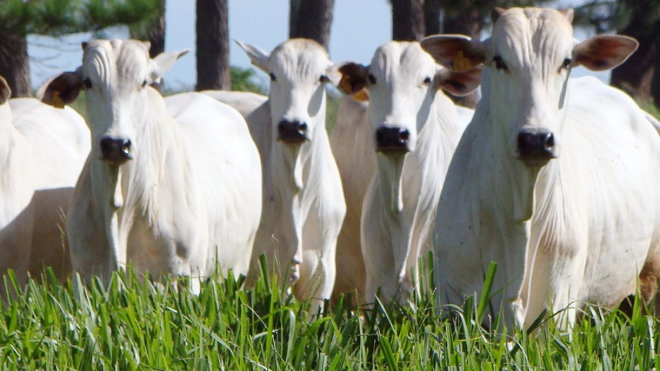 Imagem Últimas Notícias