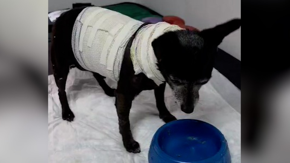 Imagem Últimas Notícias