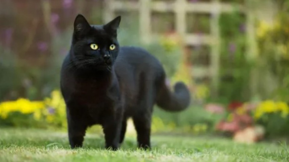 Imagem Últimas Notícias