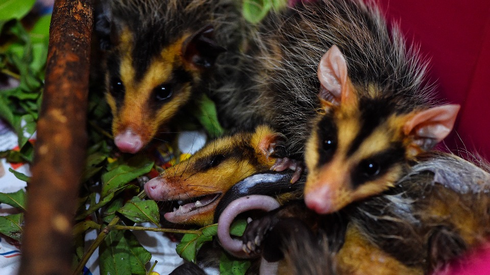 Imagem Últimas Notícias