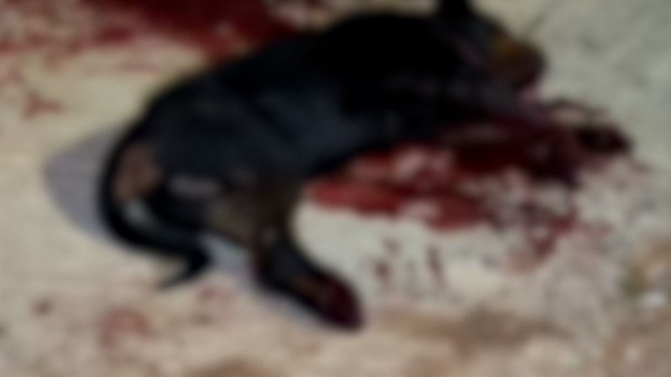 Imagem Últimas Notícias