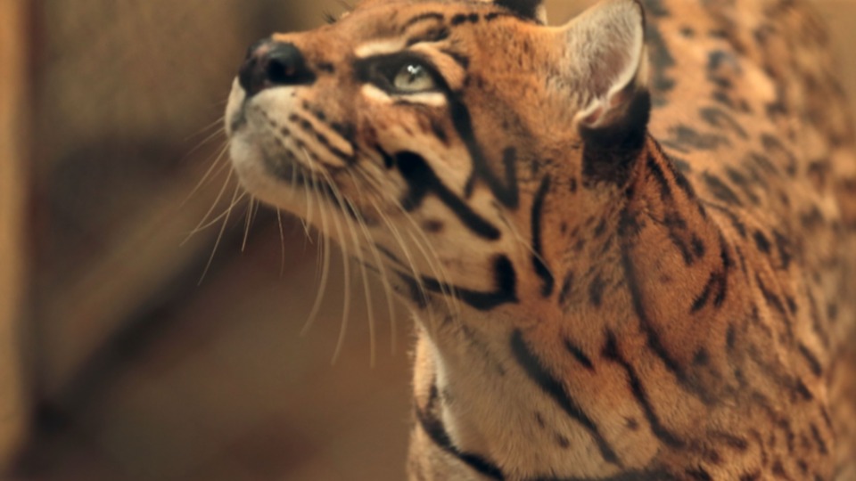 Imagem Últimas Notícias