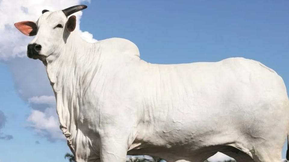 Imagem Últimas Notícias