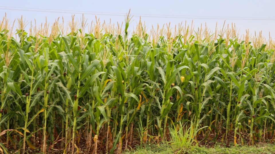 Imagem Últimas Notícias