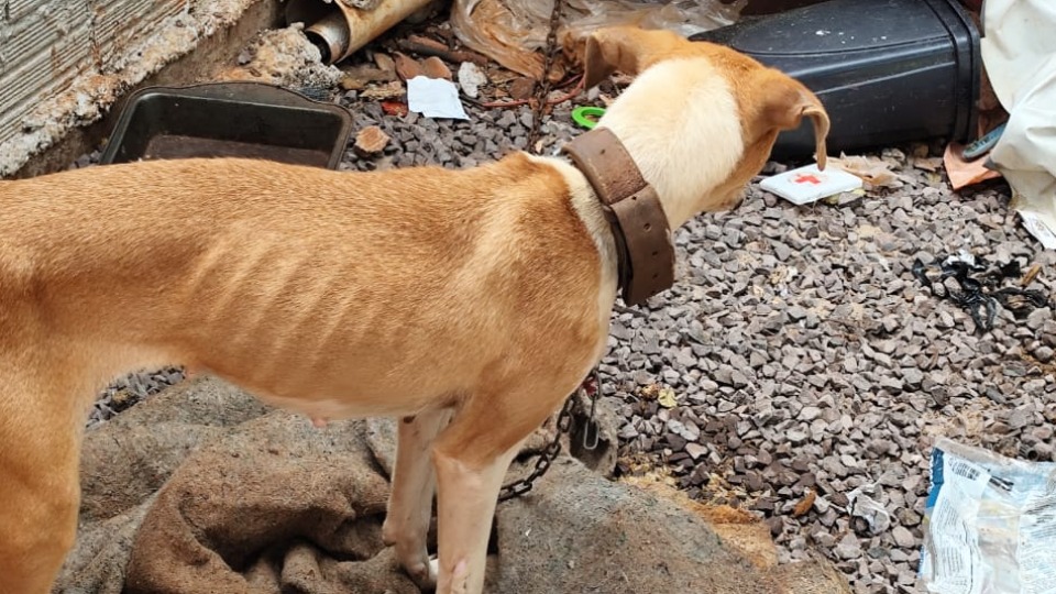 Imagem Últimas Notícias