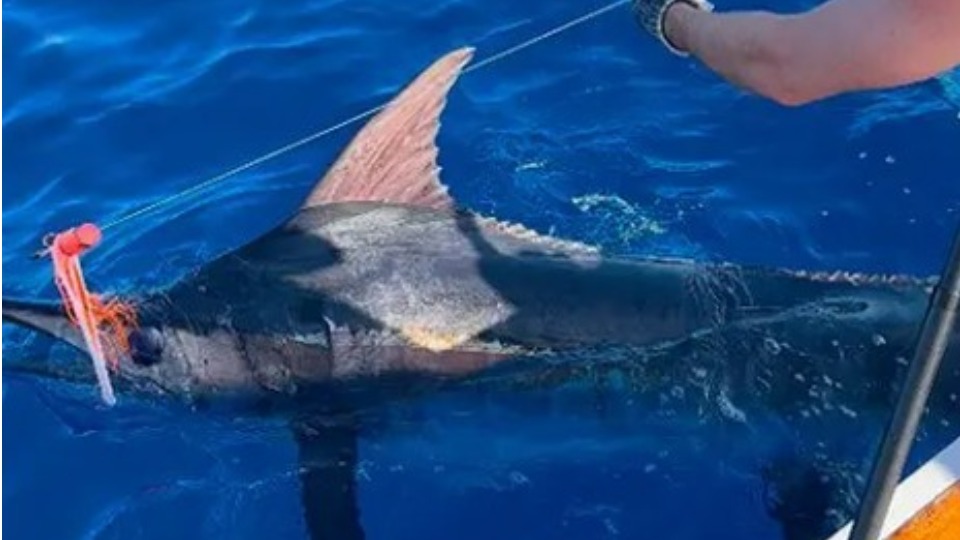 Imagem Últimas Notícias