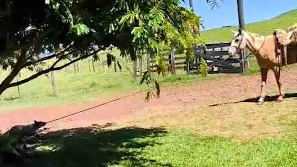 Notícia Relacionada