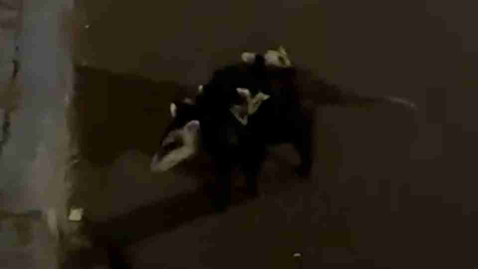 Imagem Últimas Notícias