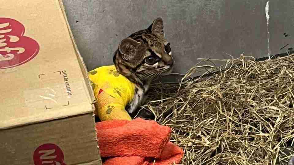 Imagem Últimas Notícias