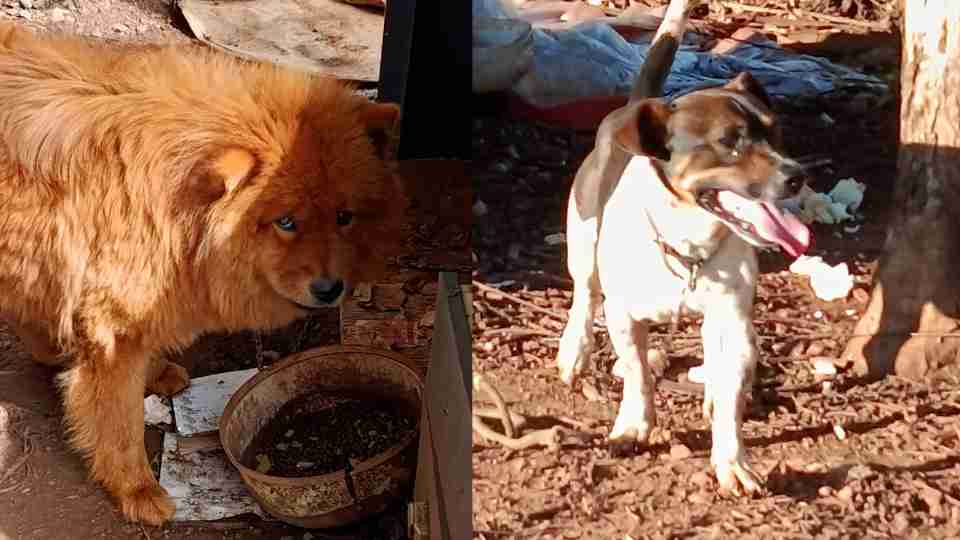 Imagem Últimas Notícias