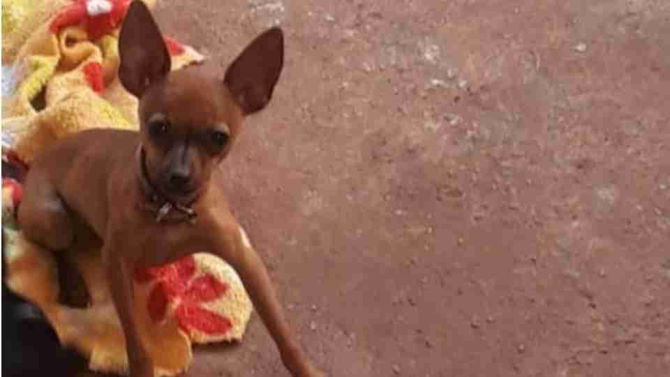 Imagem Últimas Notícias